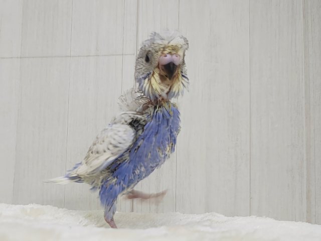 ルンルンっ♪楽しくて弾んじゃう😆✨羽衣セキセイインコのヒナ入荷しました❤️