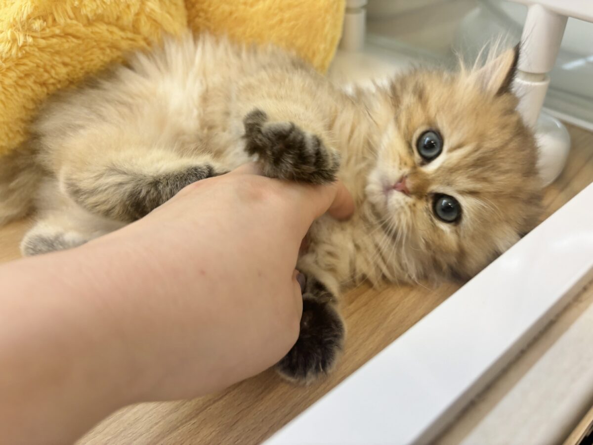 超ホヤホヤ最新画像✨ピピッー!その可愛さアウト!ブリティッシュロングヘアーくん! ブリティッシュショートヘア