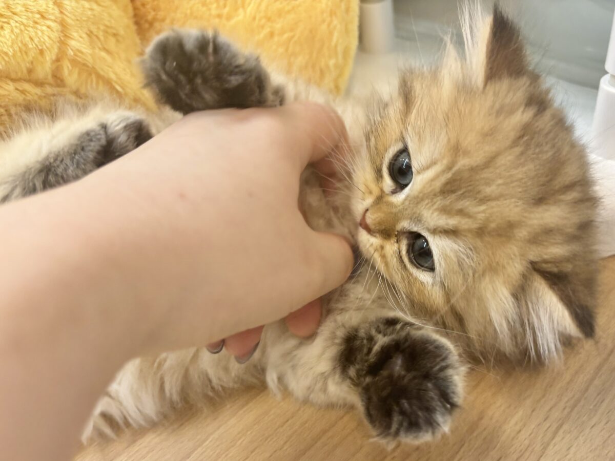 超ホヤホヤ最新画像✨ピピッー!その可愛さアウト!ブリティッシュロングヘアーくん! ブリティッシュショートヘア