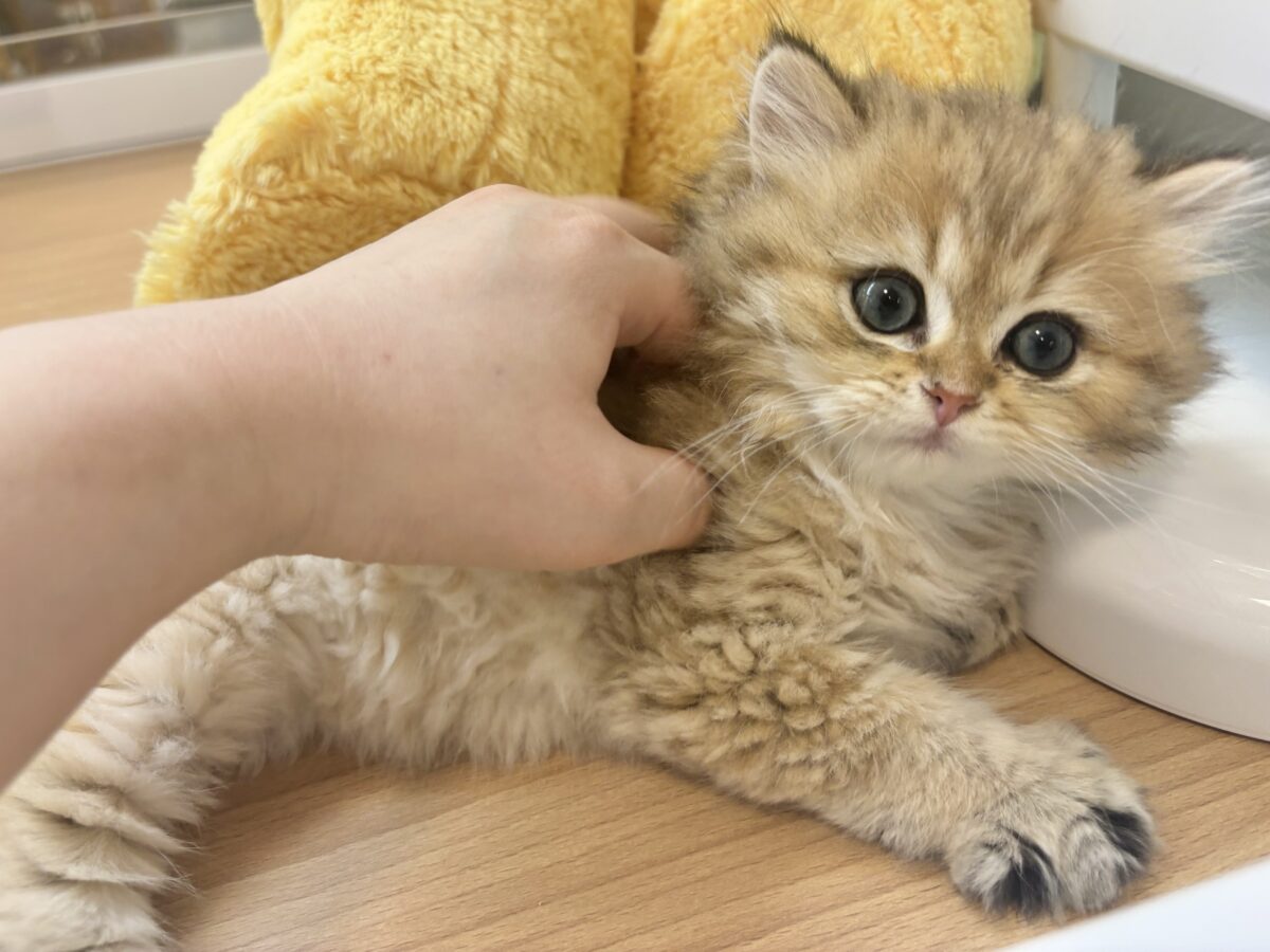 超ホヤホヤ最新画像✨ピピッー!その可愛さアウト!ブリティッシュロングヘアーくん! ブリティッシュショートヘア