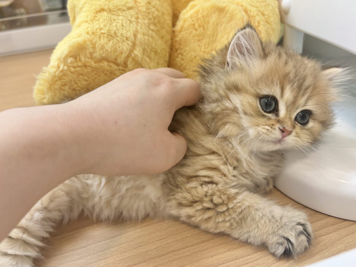 超ホヤホヤ最新画像✨ピピッー!その可愛さアウト!ブリティッシュロングヘアーくん! ブリティッシュショートヘア