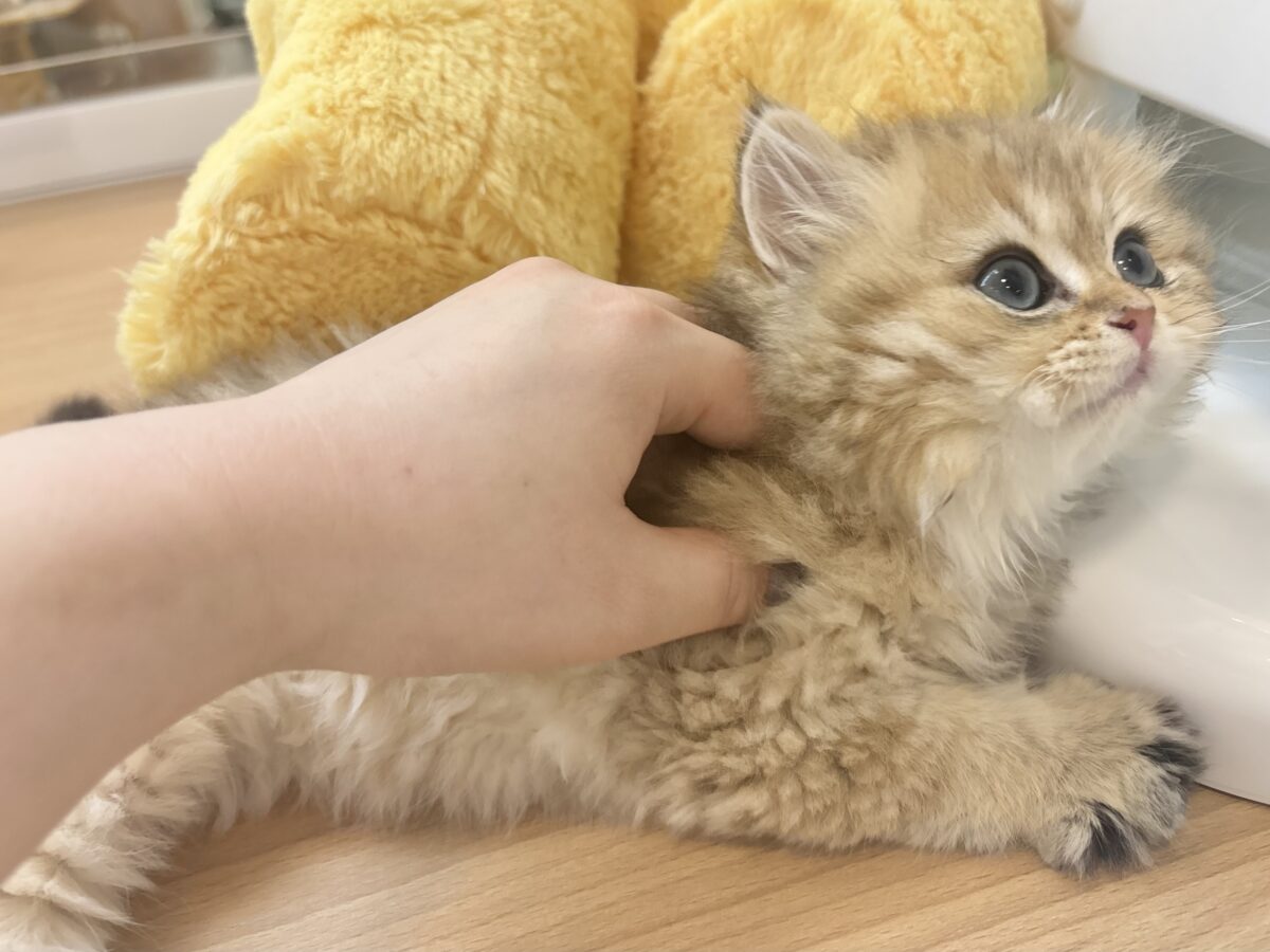 超ホヤホヤ最新画像✨ピピッー!その可愛さアウト!ブリティッシュロングヘアーくん! ブリティッシュショートヘア