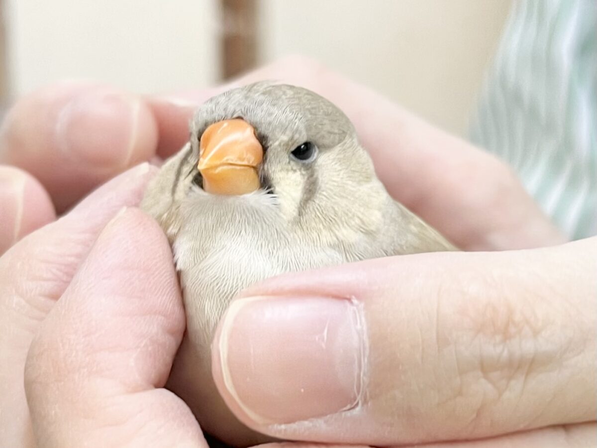 【🆙最新画像あり‼️】まるモコ妖精さん🧚💗 ジャンボキンカチョウ(フォーン) ジャンボキンカチョウ