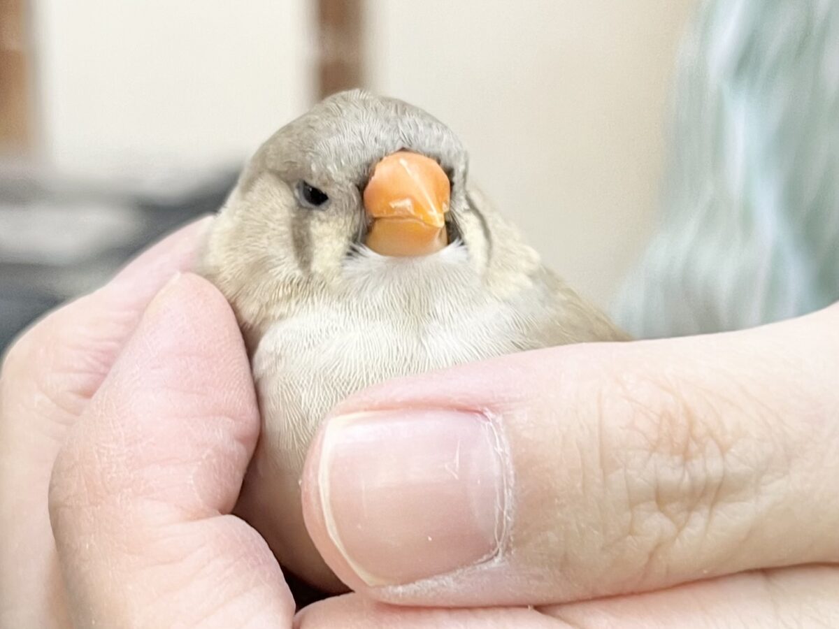 ジャンボキンカチョウ