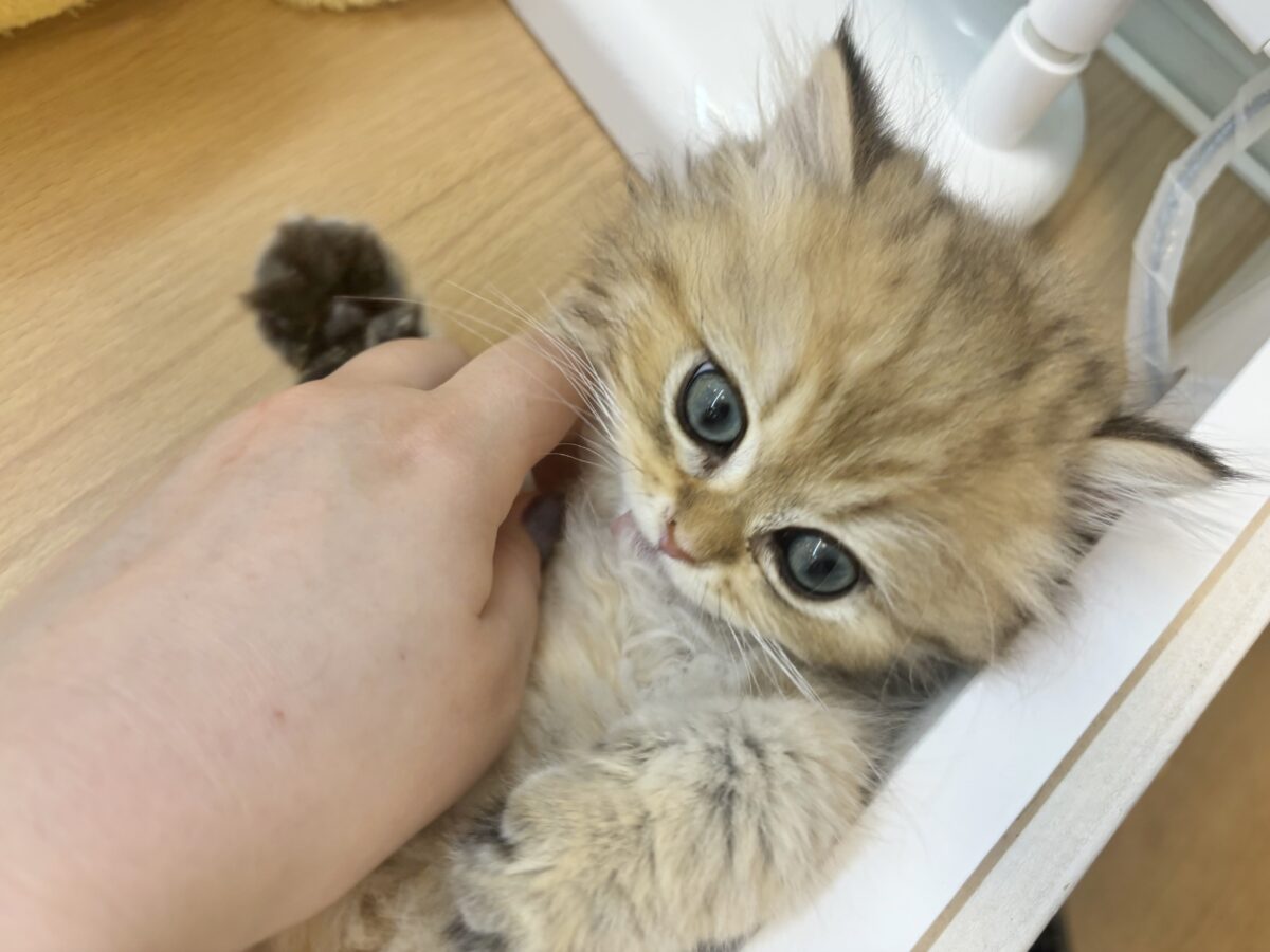 超ホヤホヤ最新画像✨ピピッー!その可愛さアウト!ブリティッシュロングヘアーくん! ブリティッシュショートヘア