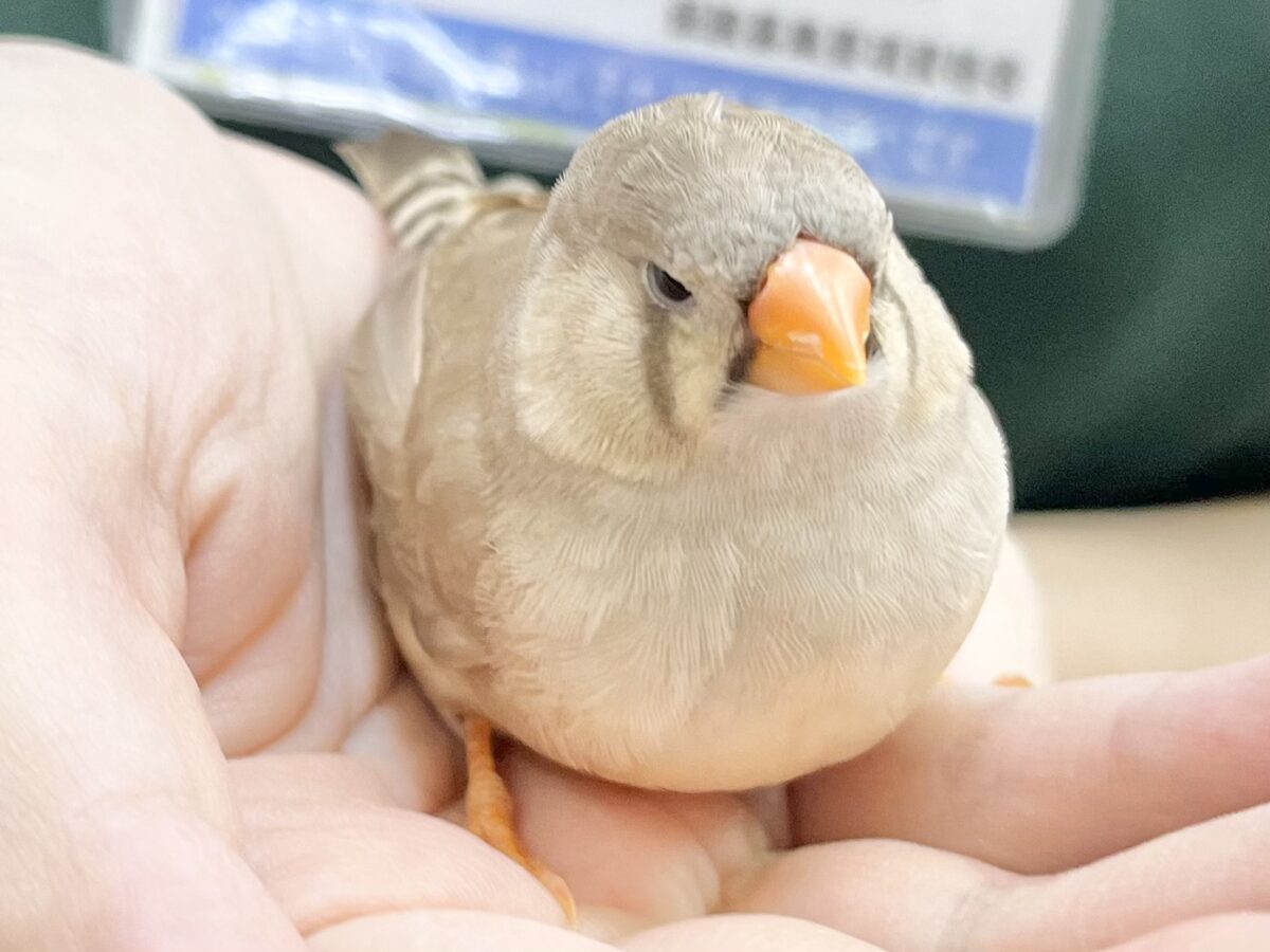 ジャンボキンカチョウ