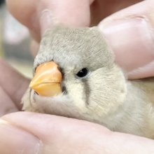 【🆙最新画像あり‼️】まるモコ妖精さん🧚💗　ジャンボキンカチョウ（フォーン）