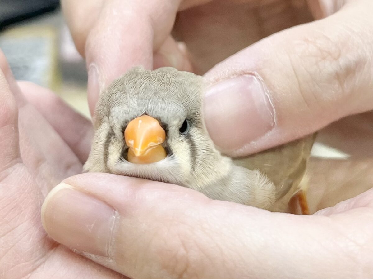 ジャンボキンカチョウ