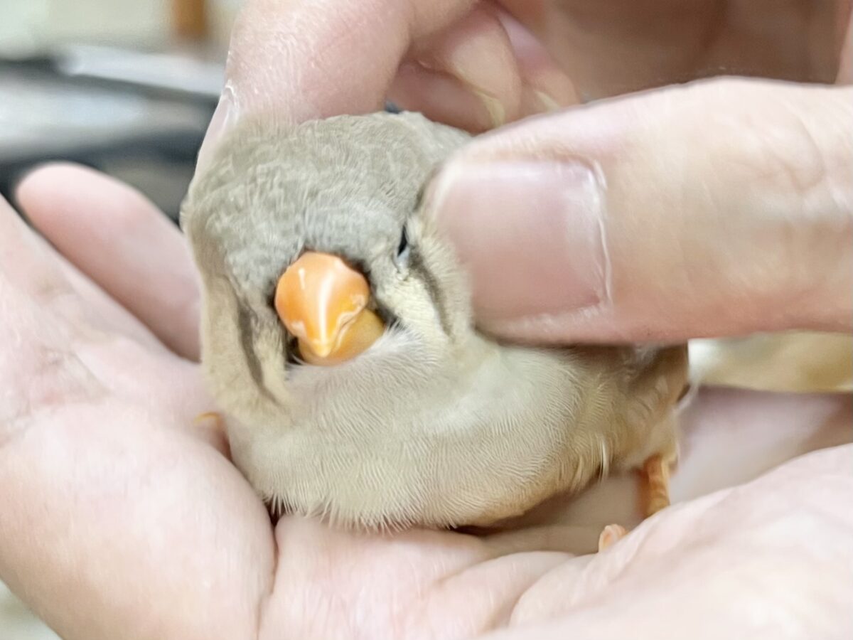 ジャンボキンカチョウ