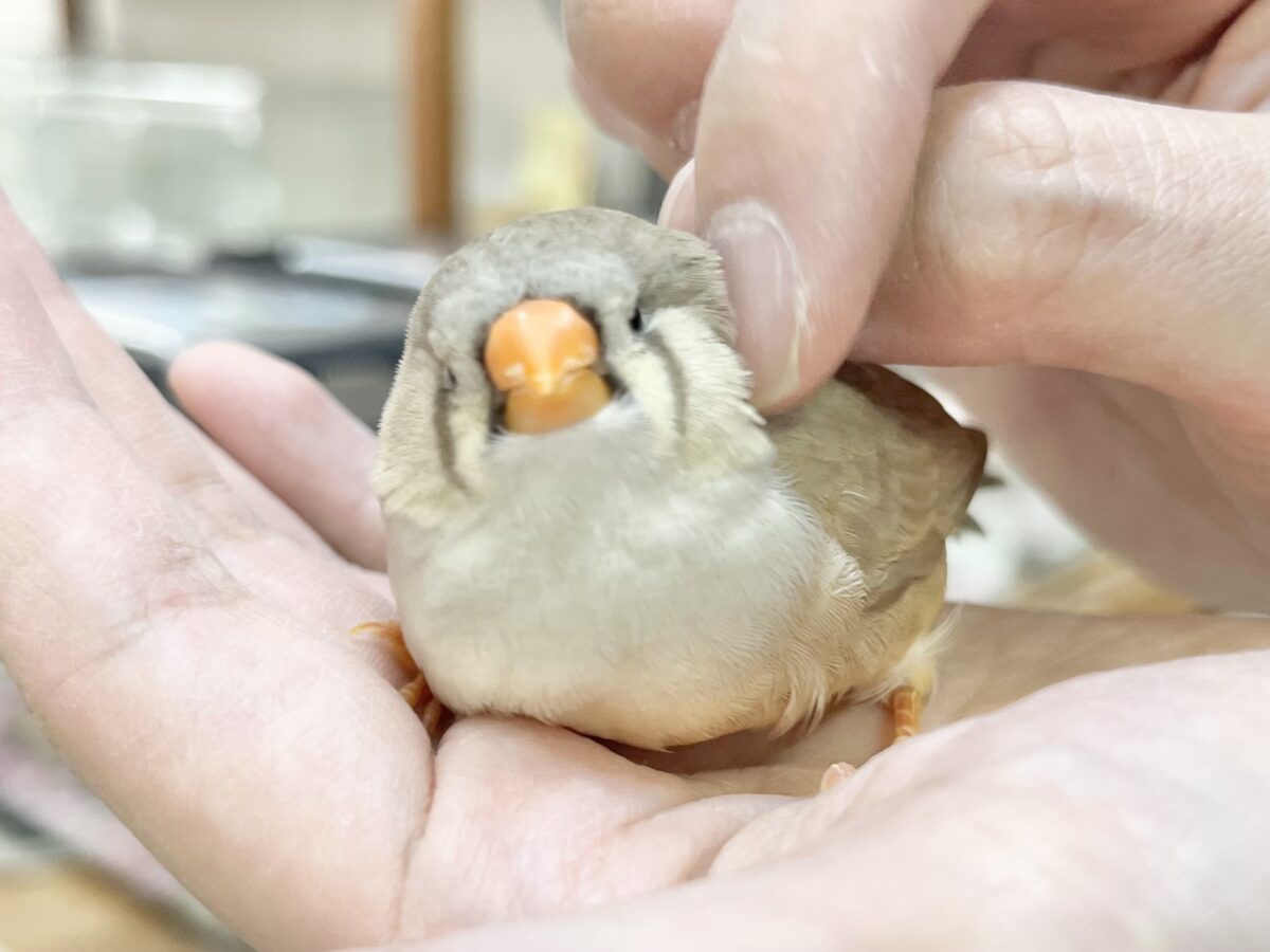 ジャンボキンカチョウ