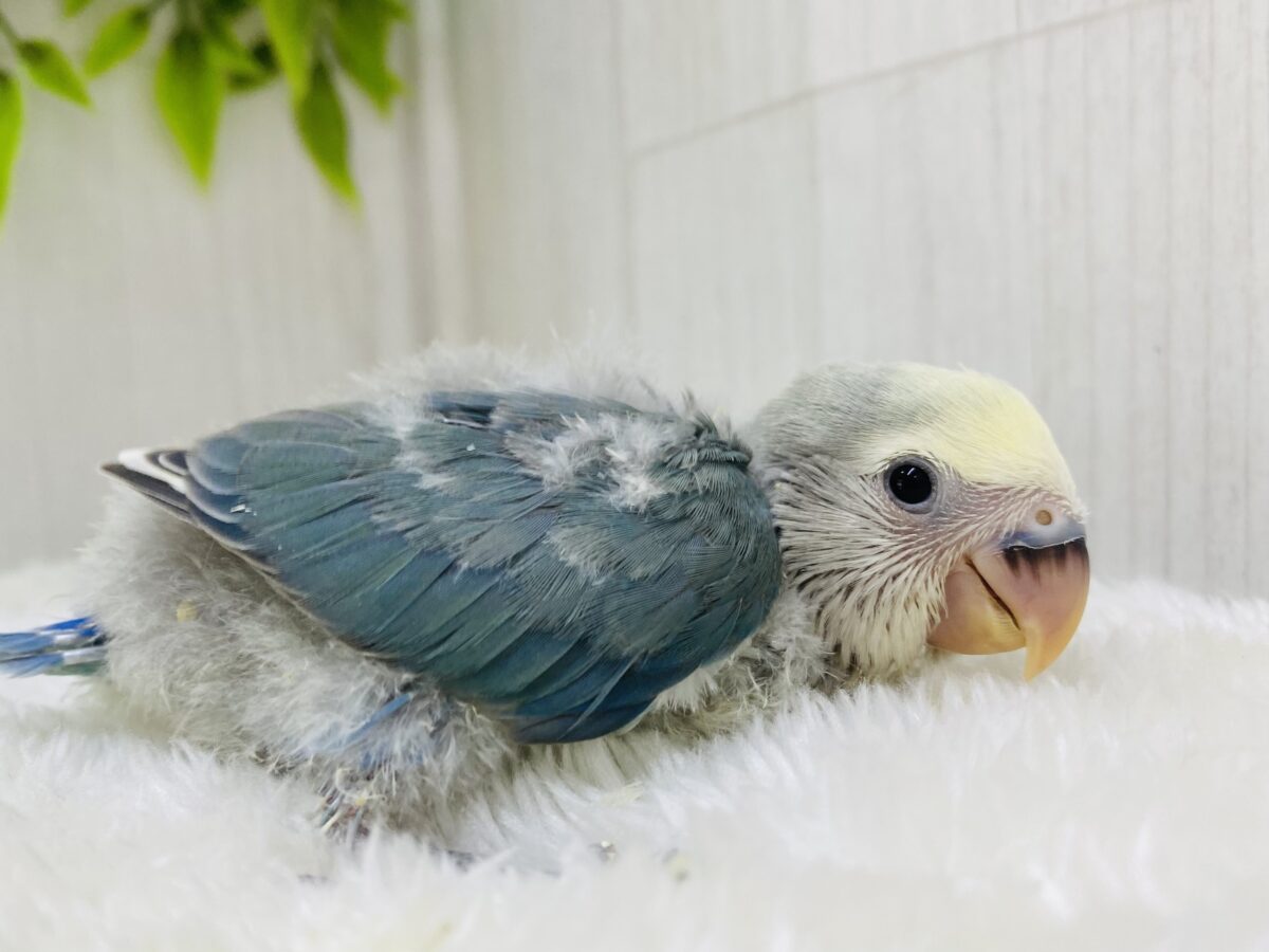 💙ブルー✖️クリーム💛何でも気になっちゃう‼️コザクラインコ（ブルーチェリーオパーリンパイド）⭐️