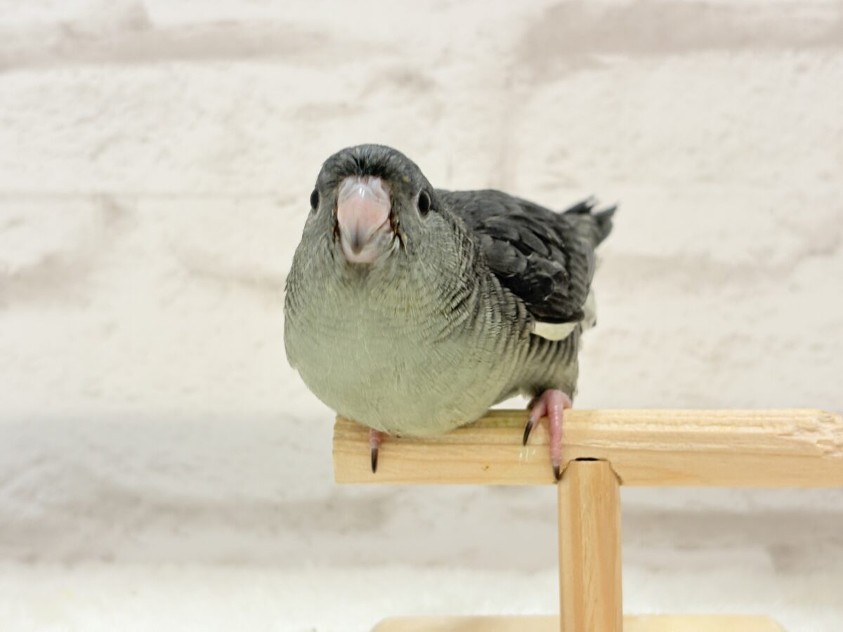 【最新画像更新🪄ひとり餌になりました☆】素早い動きで食いしん坊アピール♬*°サザナミインコ(モーブ) ヒナ サザナミインコ