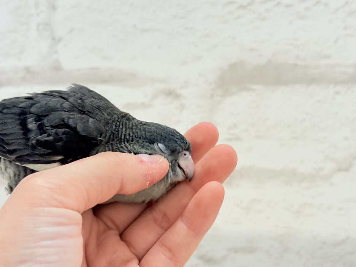 【最新画像更新🪄ひとり餌になりました☆】素早い動きで食いしん坊アピール♬*°サザナミインコ(モーブ) ヒナ サザナミインコ