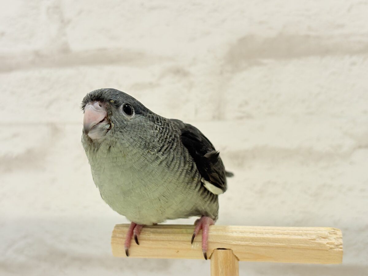 【最新画像更新🪄ひとり餌になりました☆】素早い動きで食いしん坊アピール♬*°サザナミインコ(モーブ) ヒナ サザナミインコ