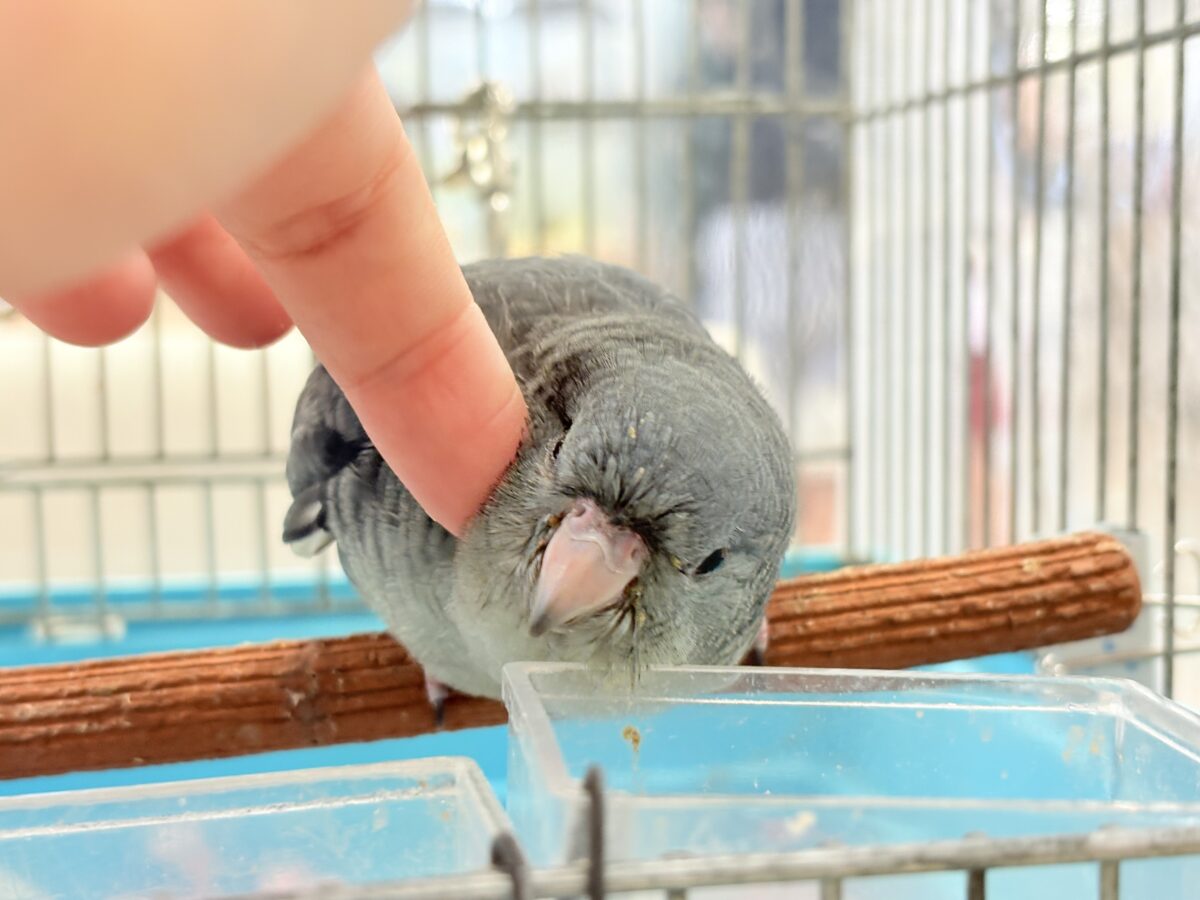 【最新画像更新🪄ひとり餌になりました☆】素早い動きで食いしん坊アピール♬*°サザナミインコ(モーブ) ヒナ サザナミインコ