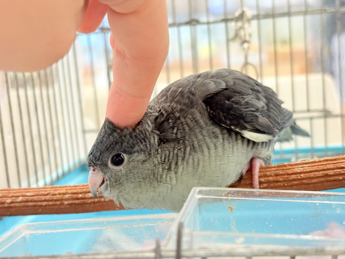 【最新画像更新🪄ひとり餌になりました☆】素早い動きで食いしん坊アピール♬*°サザナミインコ(モーブ) ヒナ サザナミインコ
