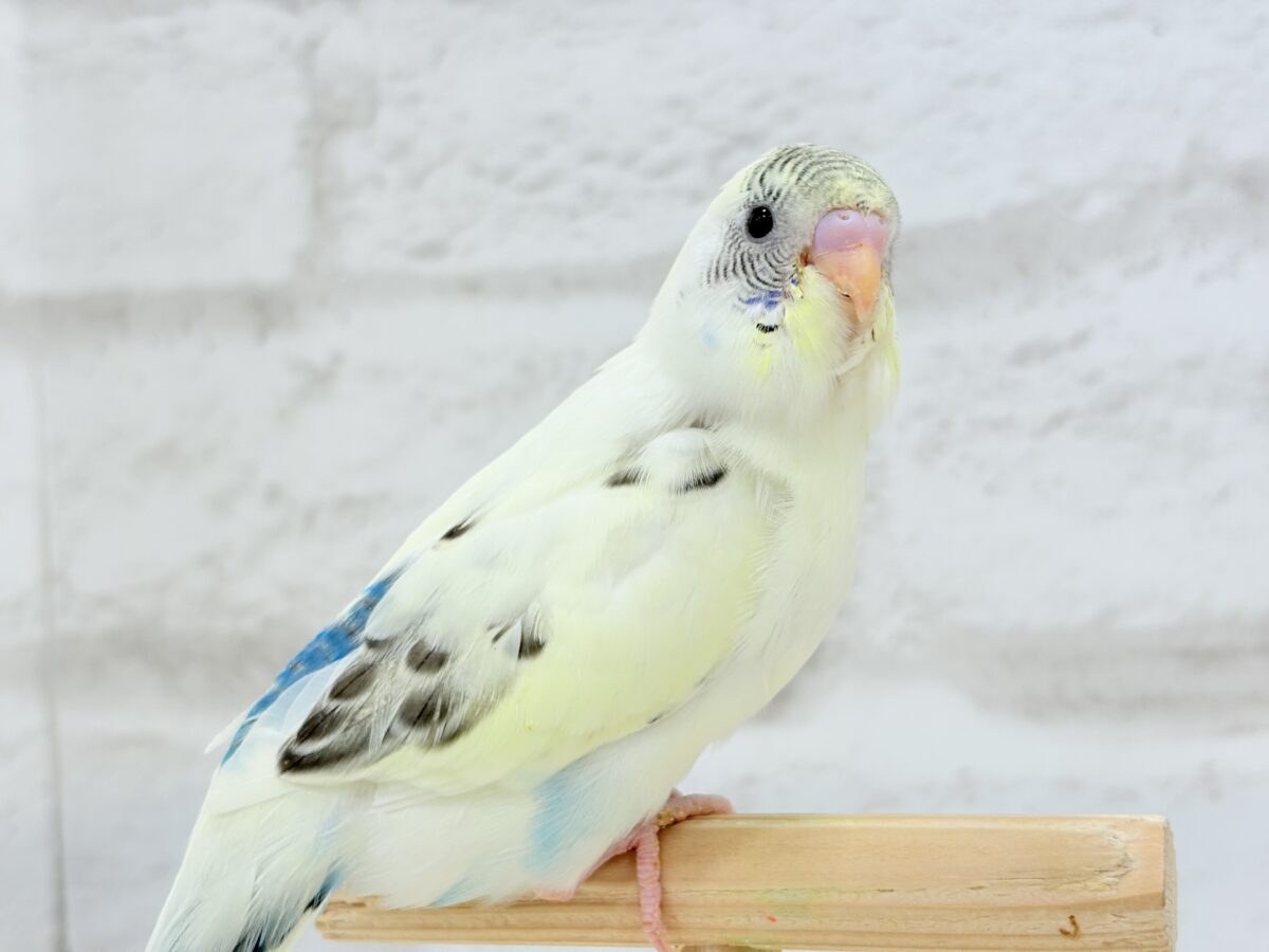 【動画更新🪄ひとり餌になりました☆】上目遣いの上級者🐣💫セキセイインコ(クリームハルクイン) ヒナ セキセイインコ