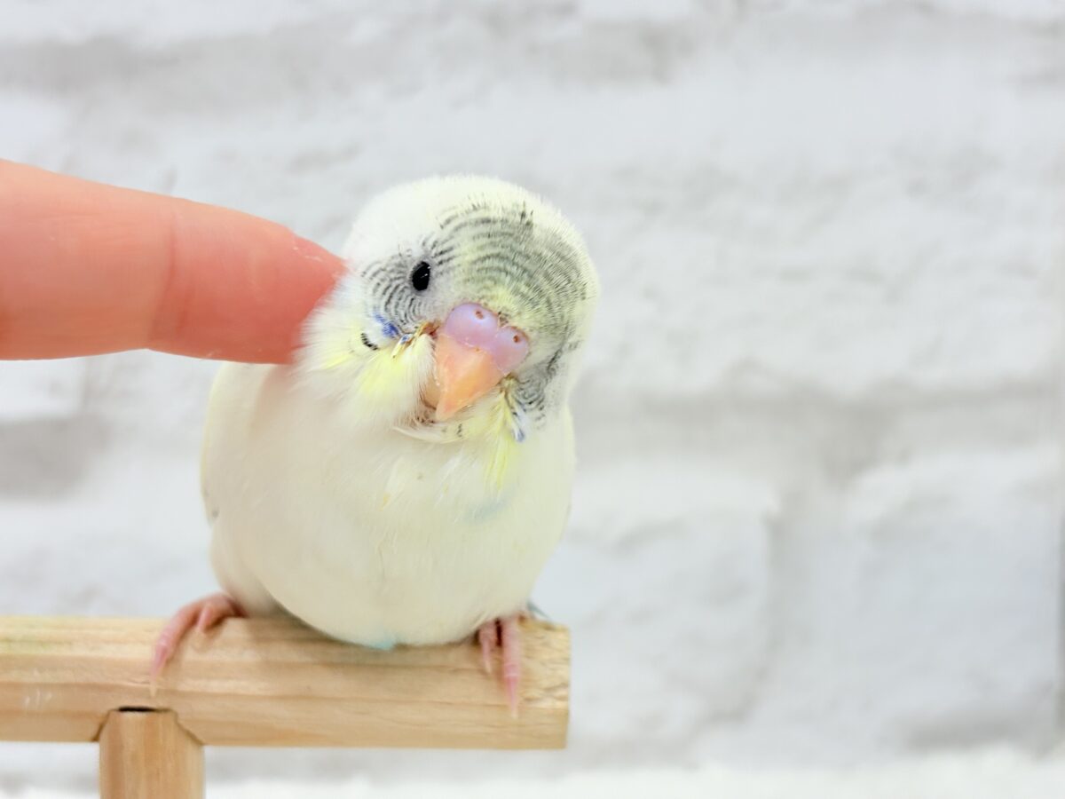 【動画更新🪄ひとり餌になりました☆】上目遣いの上級者🐣💫セキセイインコ(クリームハルクイン) ヒナ セキセイインコ