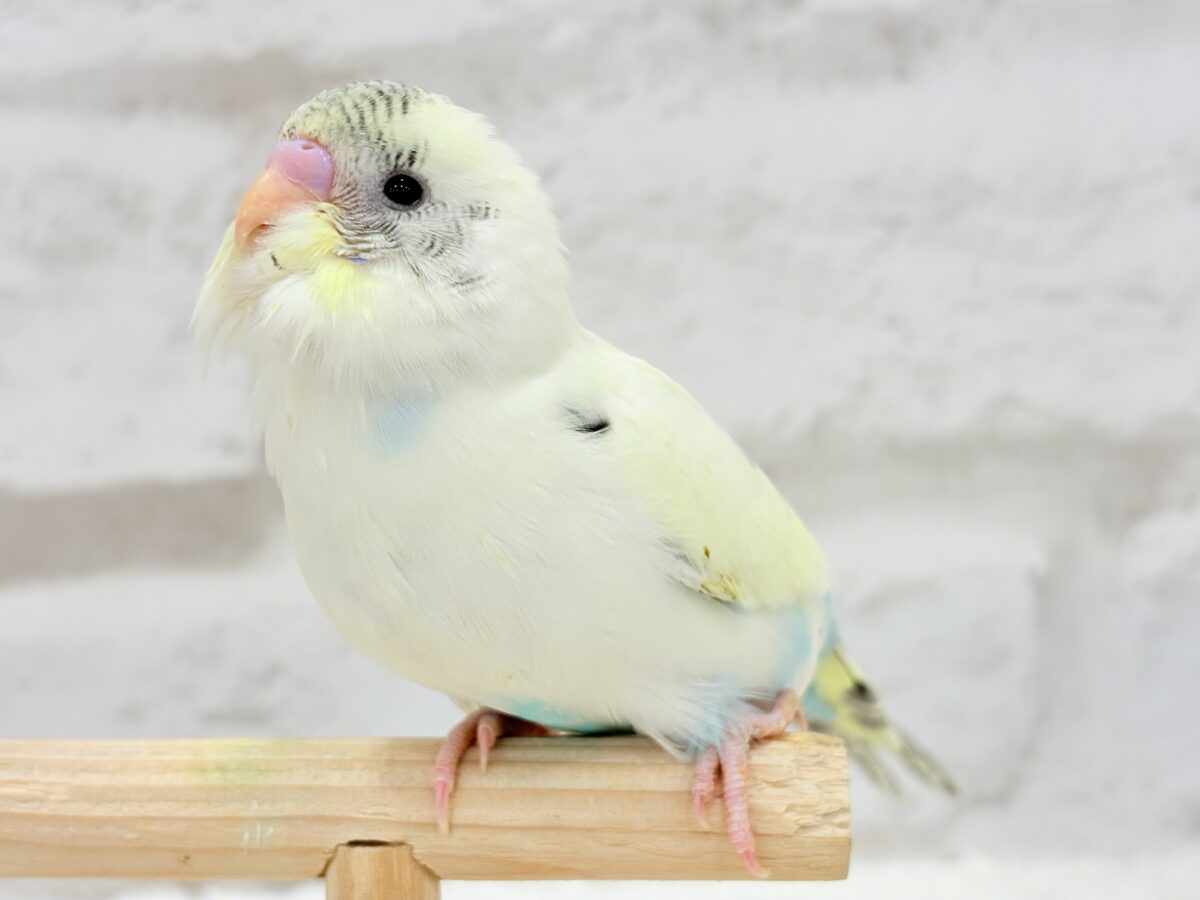 【動画更新🪄ひとり餌になりました☆】上目遣いの上級者🐣💫セキセイインコ(クリームハルクイン) ヒナ セキセイインコ