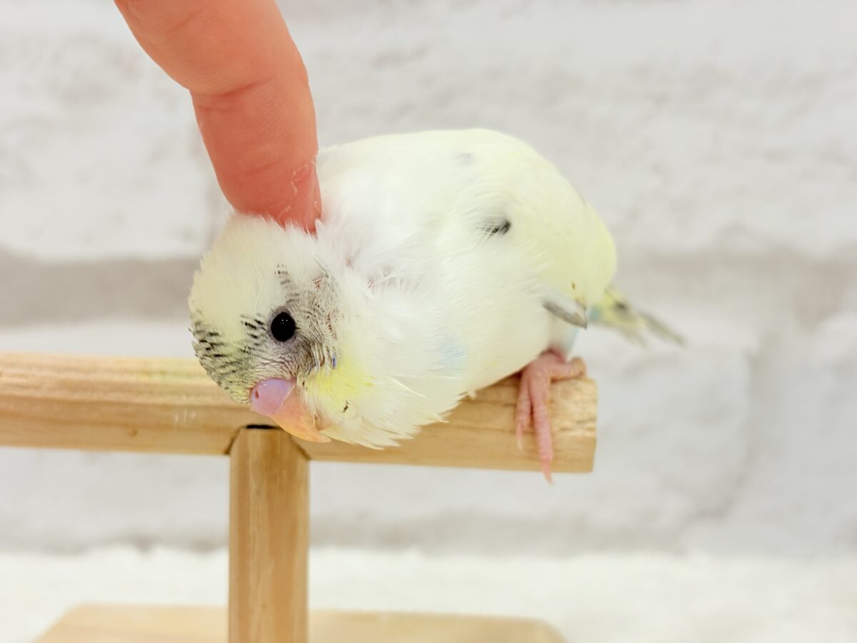 【動画更新🪄ひとり餌になりました☆】上目遣いの上級者🐣💫セキセイインコ(クリームハルクイン) ヒナ セキセイインコ