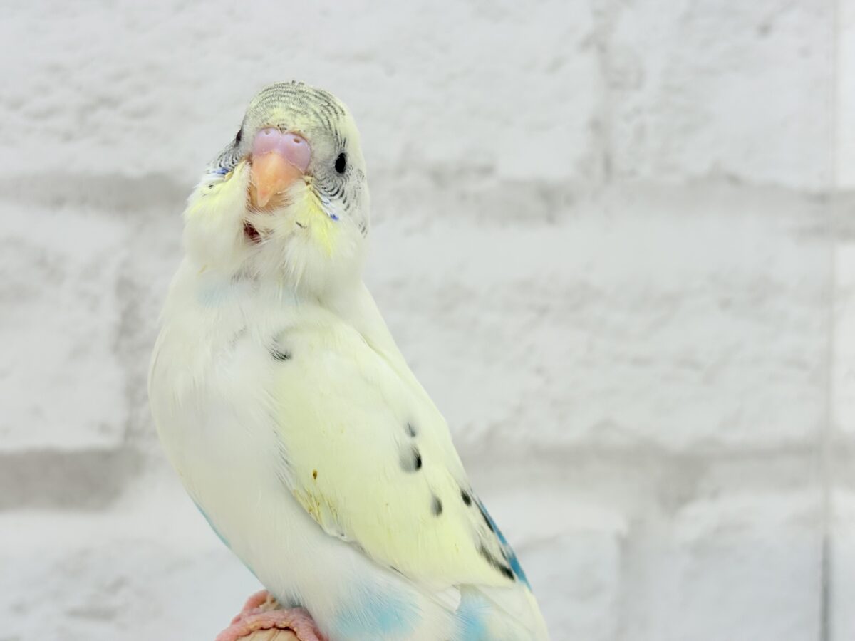 【動画更新🪄ひとり餌になりました☆】上目遣いの上級者🐣💫セキセイインコ(クリームハルクイン) ヒナ セキセイインコ