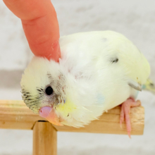 【動画更新🪄ひとり餌になりました‪☆】上目遣いの上級者🐣💫セキセイインコ(クリームハルクイン) ヒナ