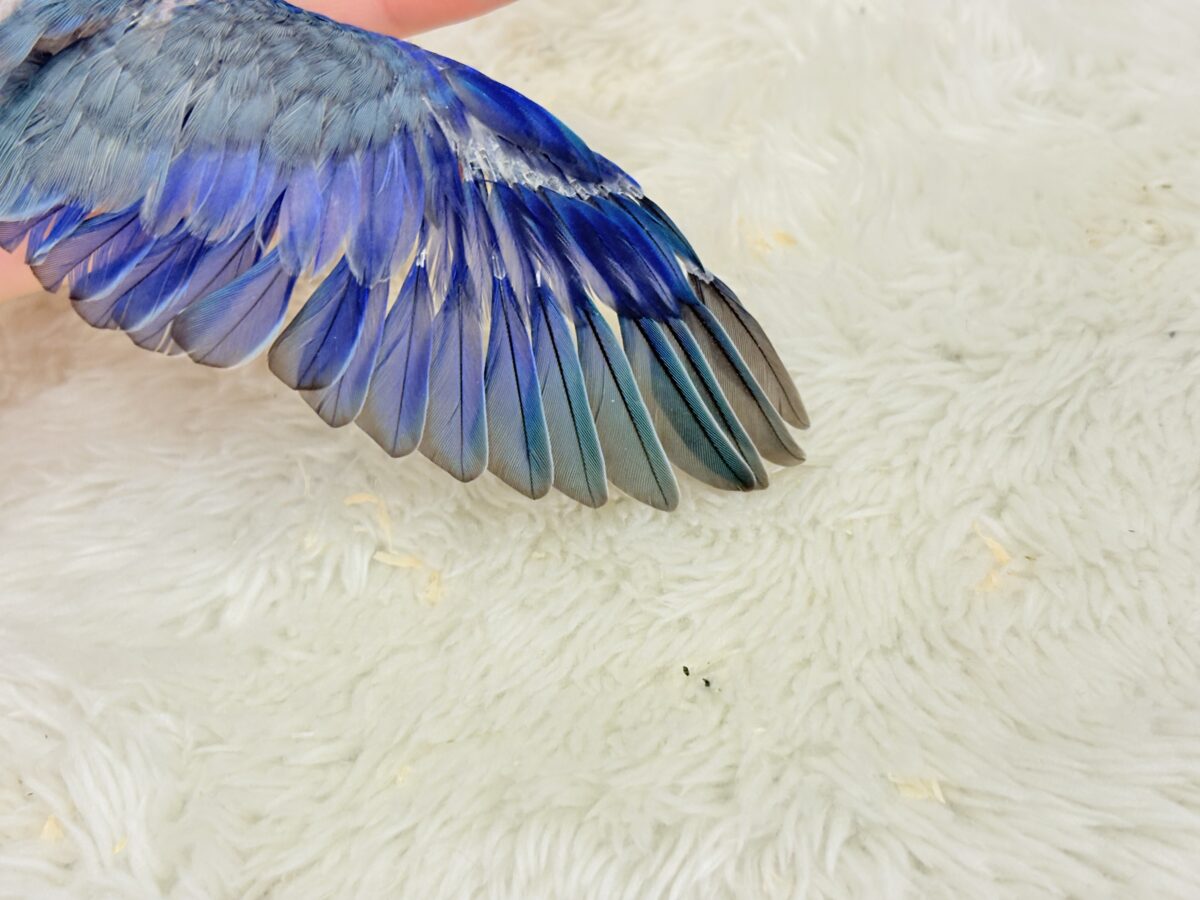 マメルリハ