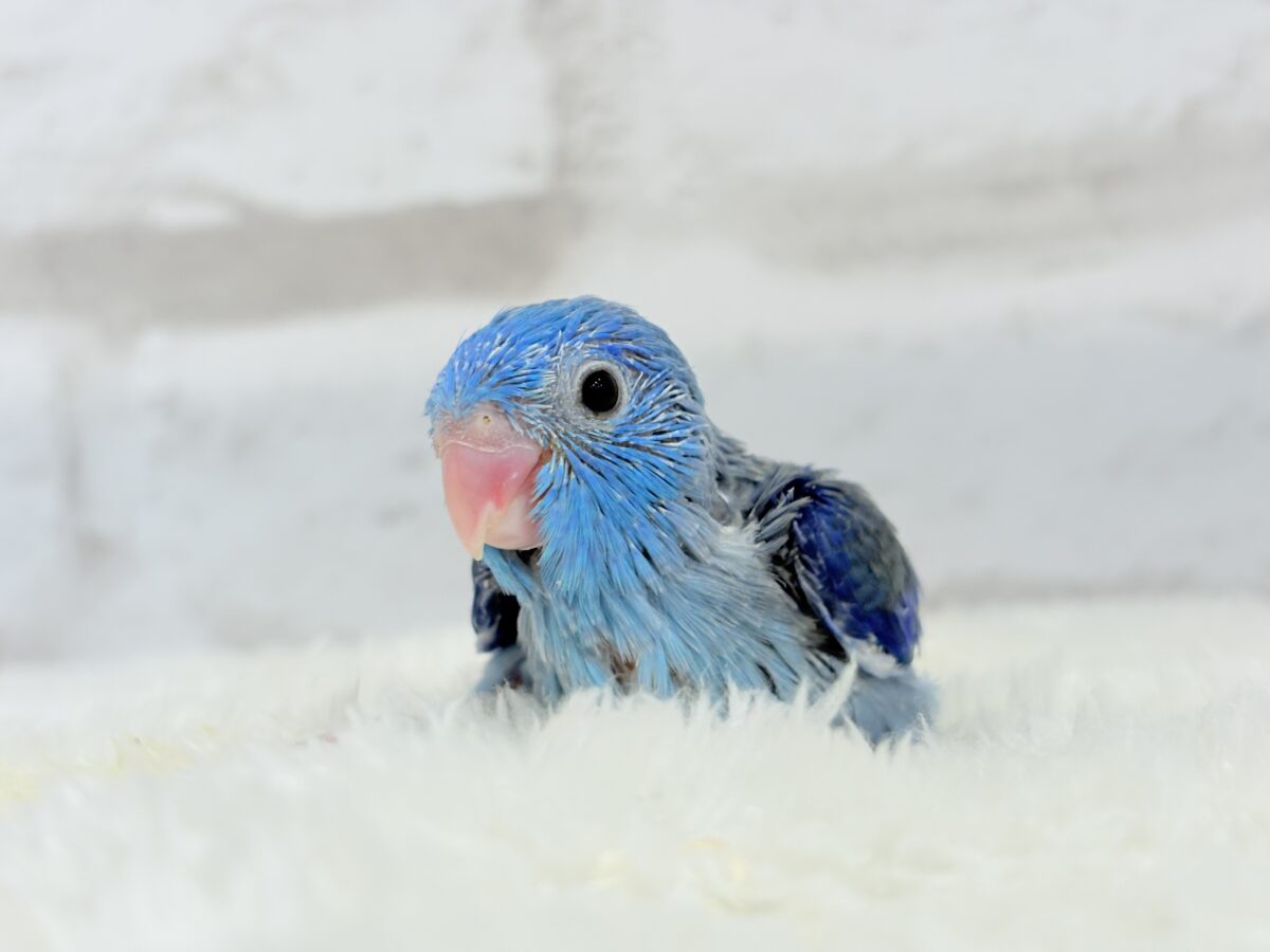 マメルリハ