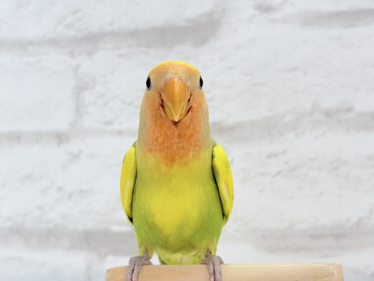 コザクラインコ（小桜インコ）
