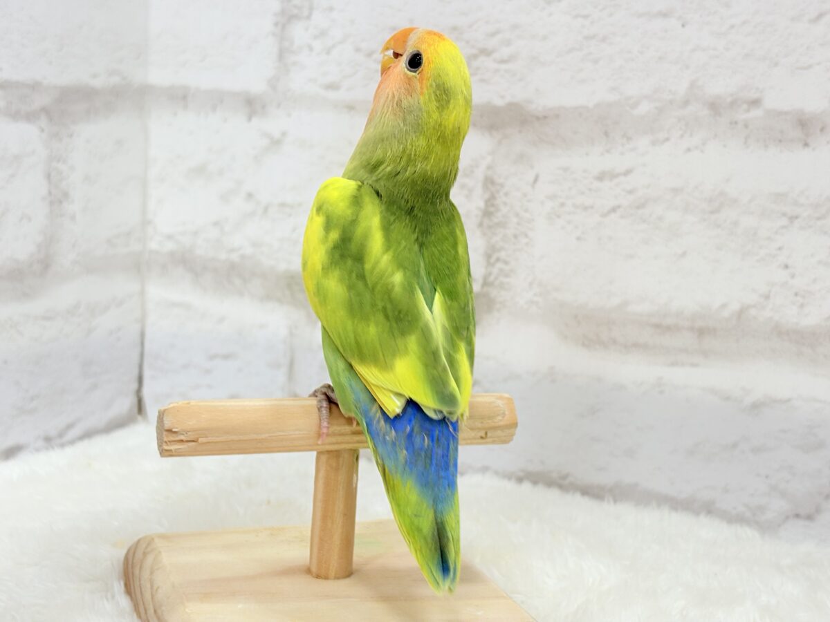 コザクラインコ（小桜インコ）