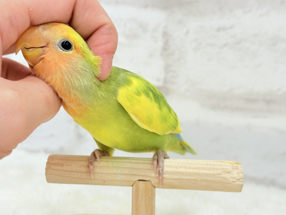 コザクラインコ（小桜インコ）