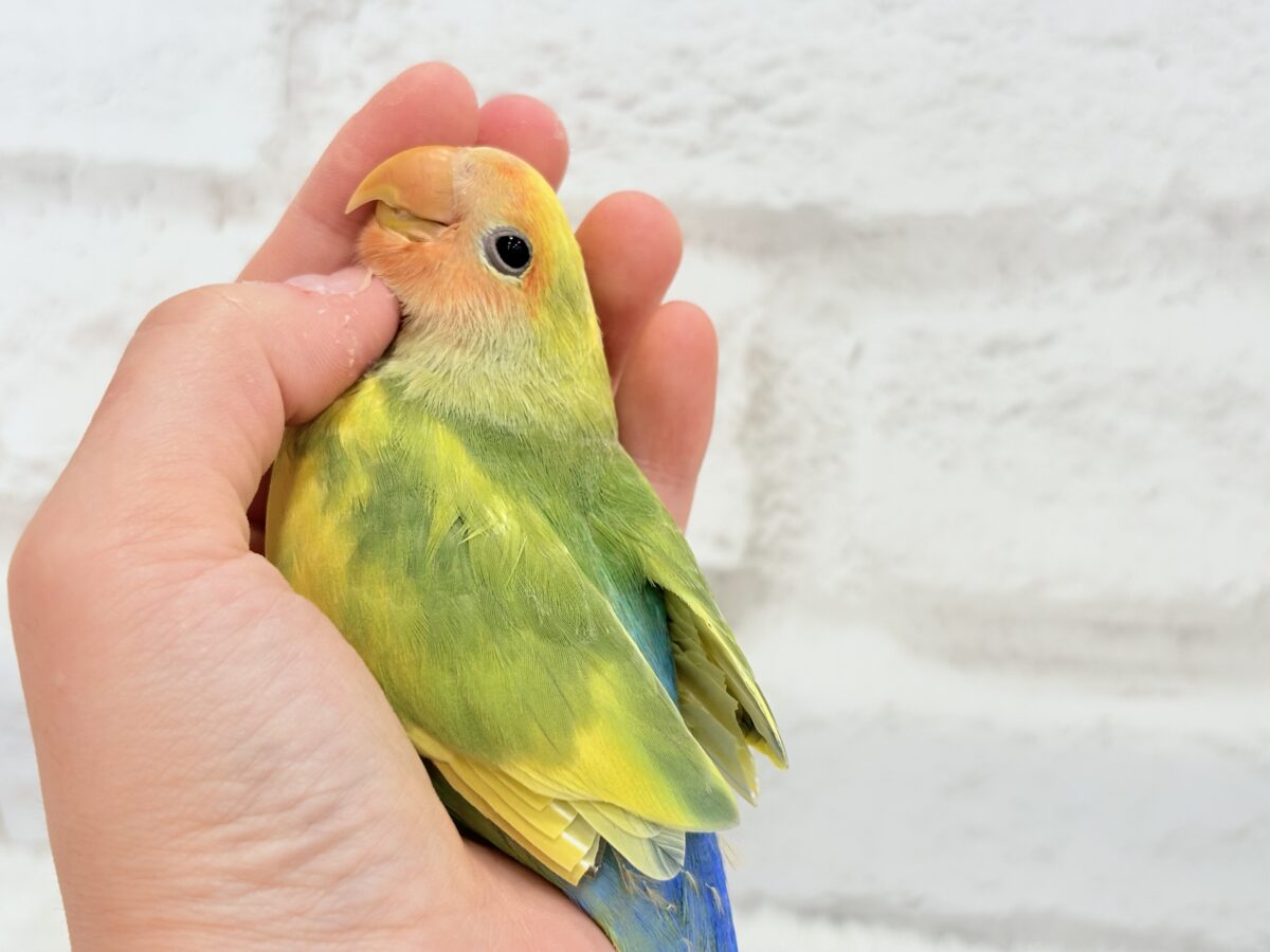 コザクラインコ（小桜インコ）