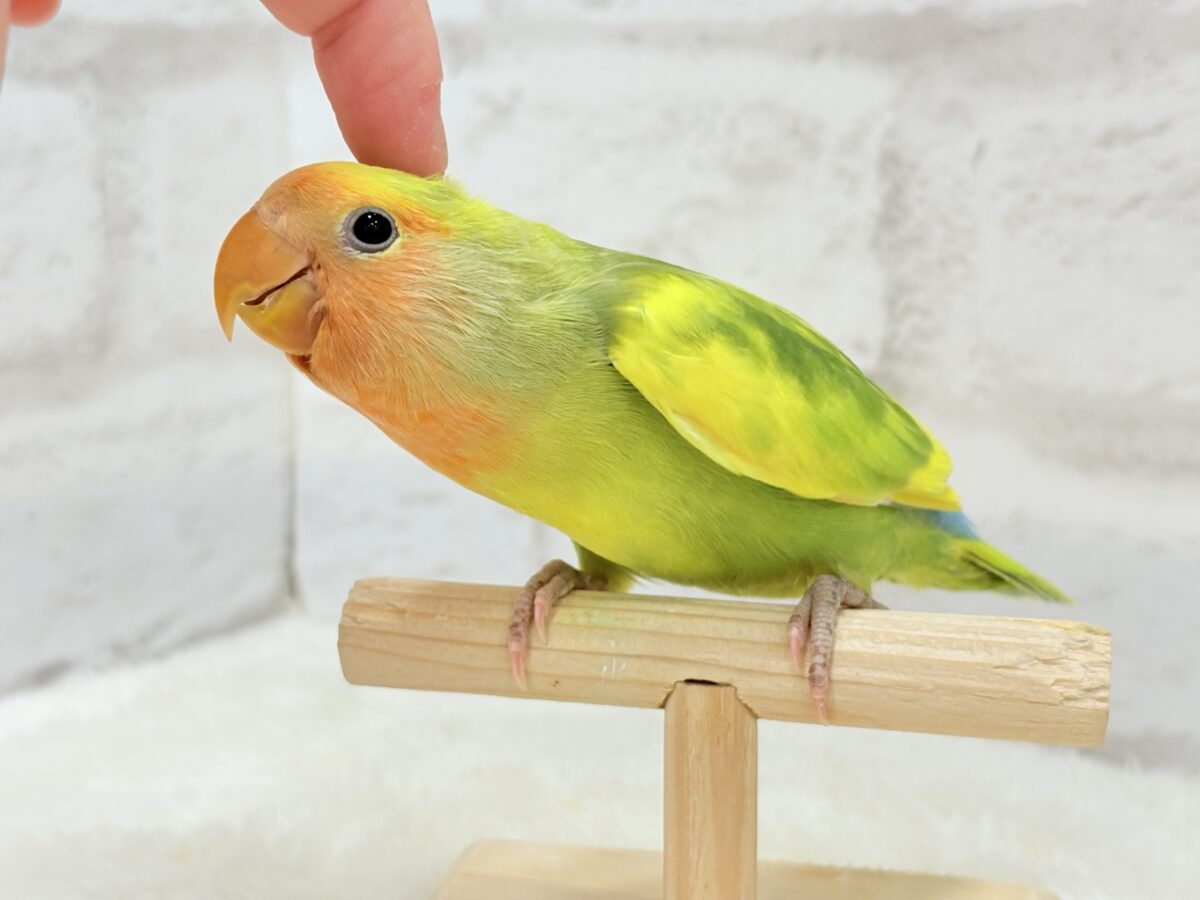 コザクラインコ（小桜インコ）