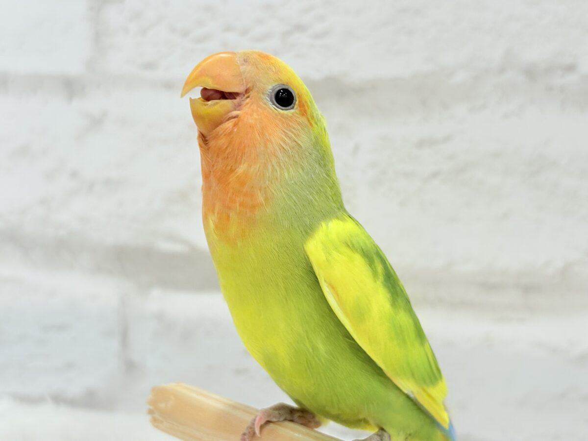 コザクラインコ（小桜インコ）