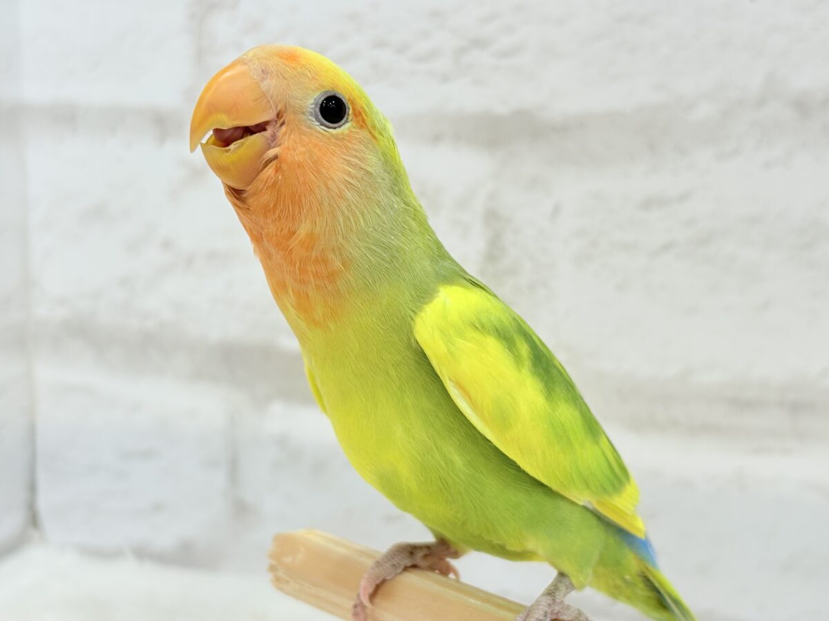 コザクラインコ（小桜インコ）