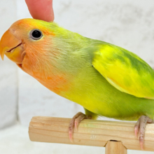 【最新画像・動画更新🪄】きゅるるんおめめのハッピーコザたん🐣💐コザクラインコ(タイガーチェリー) ヒナ