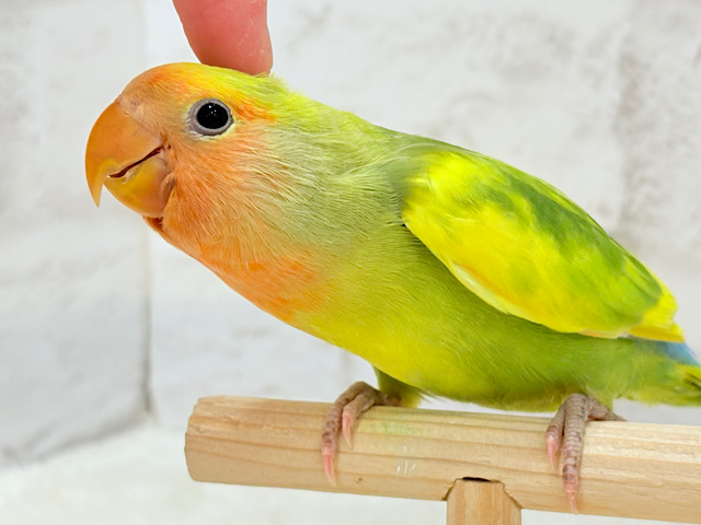 【最新画像・動画更新🪄】きゅるるんおめめのハッピーコザたん🐣💐コザクラインコ(タイガーチェリー) ヒナ