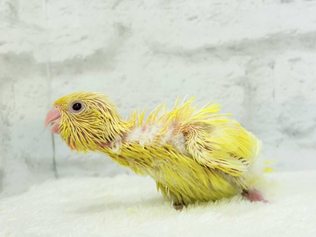 サザナミインコ
