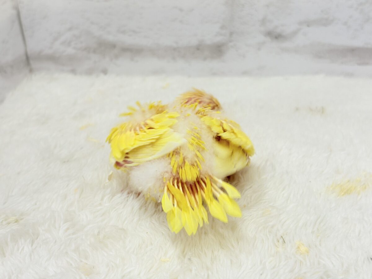 サザナミインコ