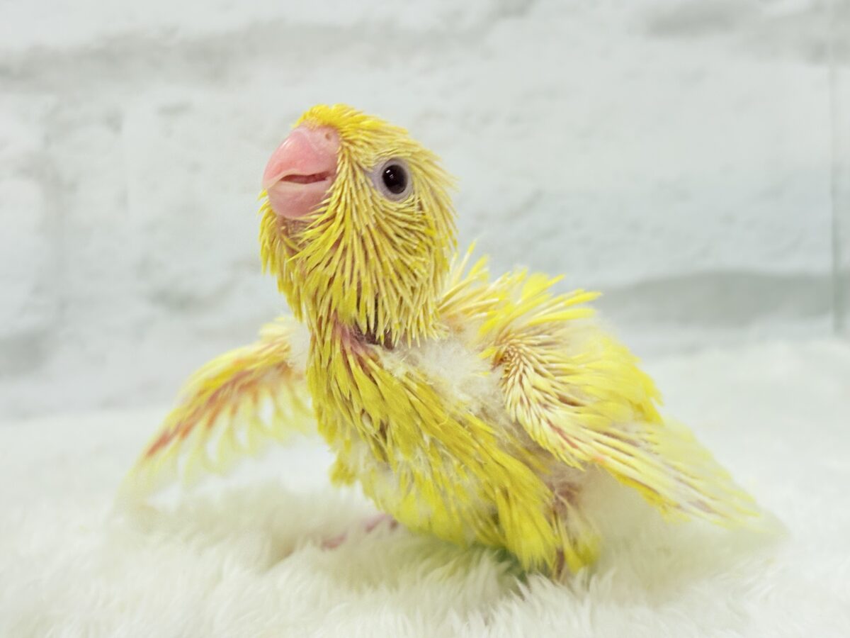 サザナミインコ