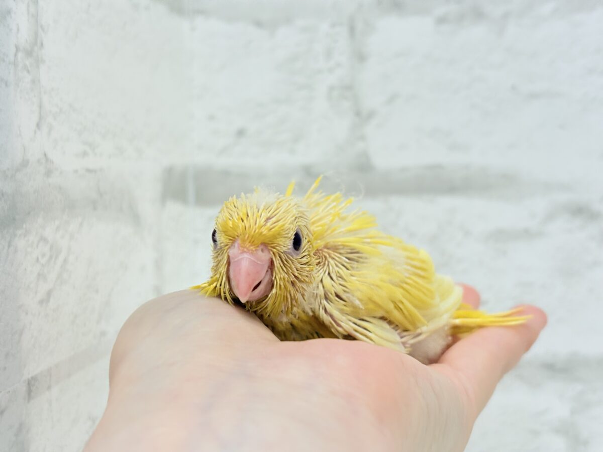 サザナミインコ