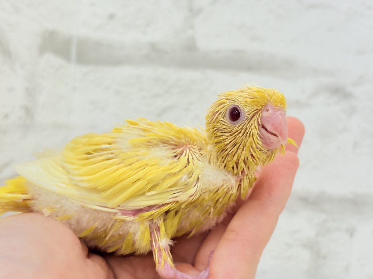 サザナミインコ