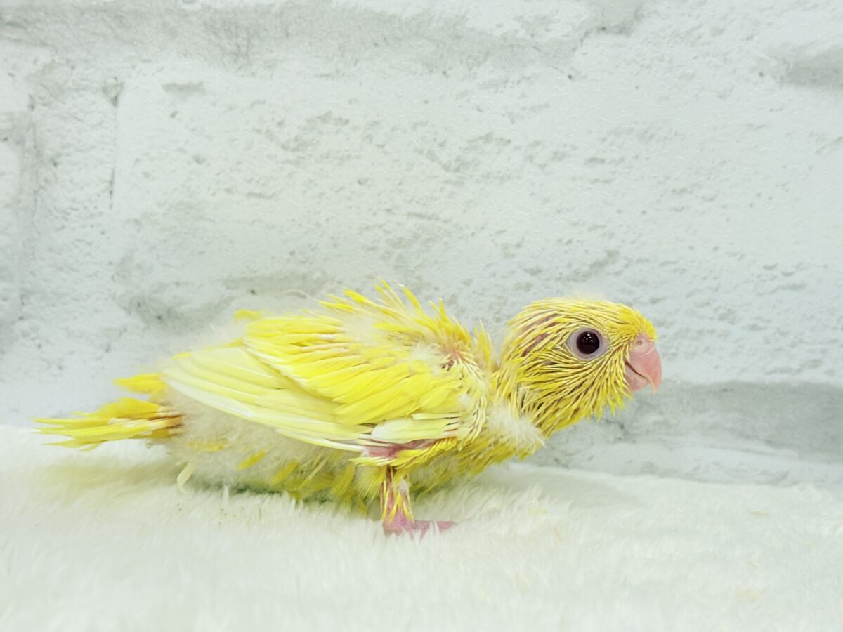 サザナミインコ