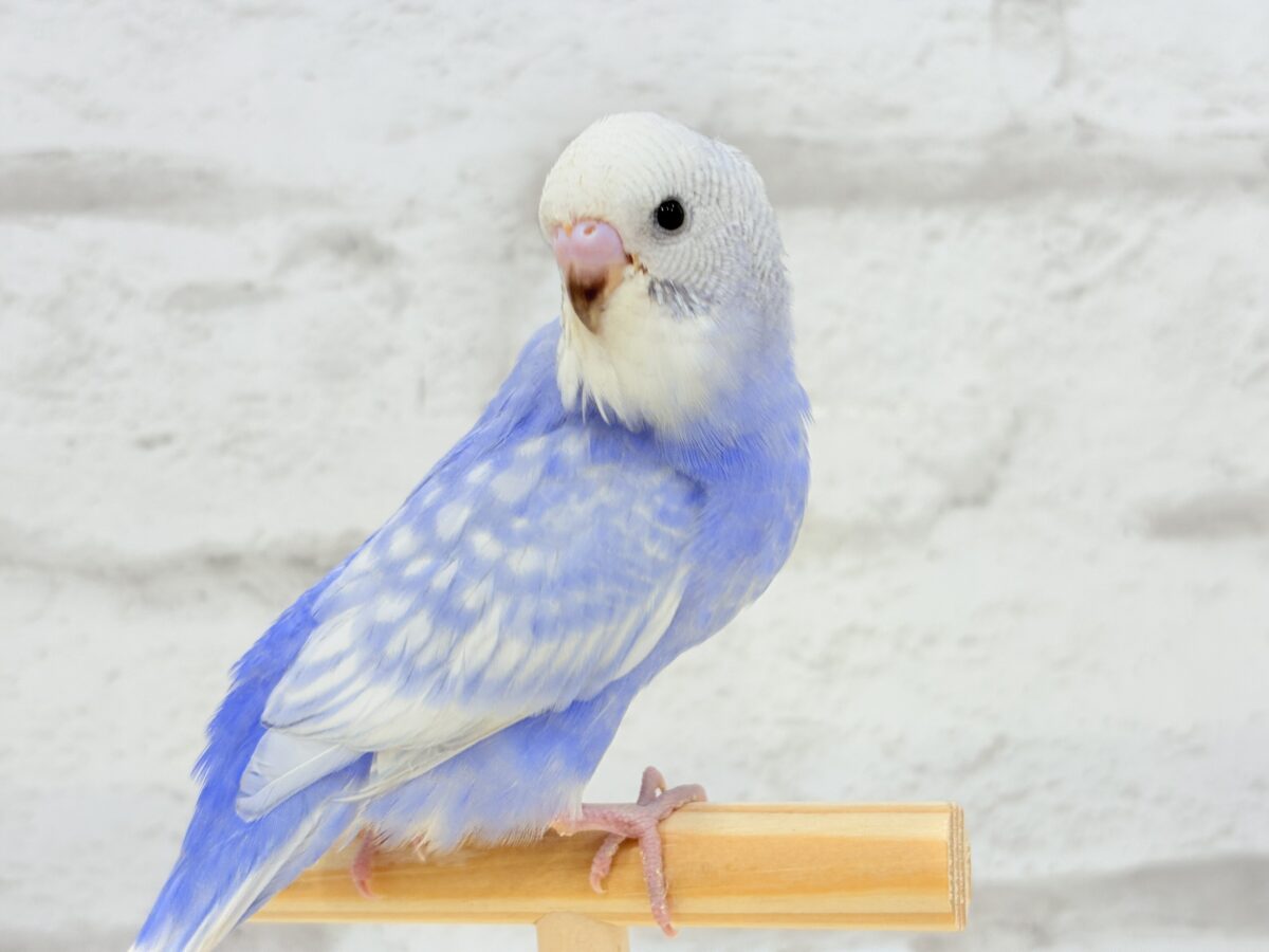【動画更新🪄ひとり餌になりました☆】”愛嬌”って言葉がピッタリかも🐣💖セキセイインコ(スパングル) ヒナ セキセイインコ