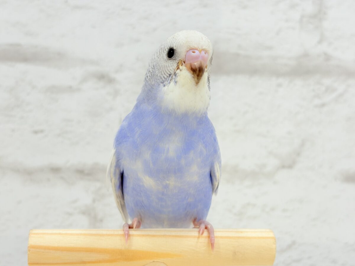 【動画更新🪄ひとり餌になりました☆】”愛嬌”って言葉がピッタリかも🐣💖セキセイインコ(スパングル) ヒナ セキセイインコ