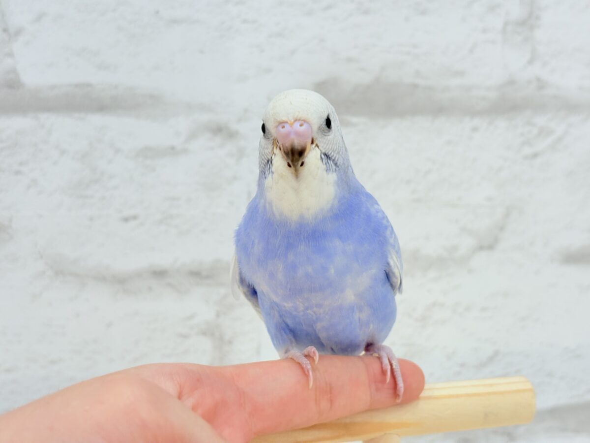 【動画更新🪄ひとり餌になりました☆】”愛嬌”って言葉がピッタリかも🐣💖セキセイインコ(スパングル) ヒナ セキセイインコ