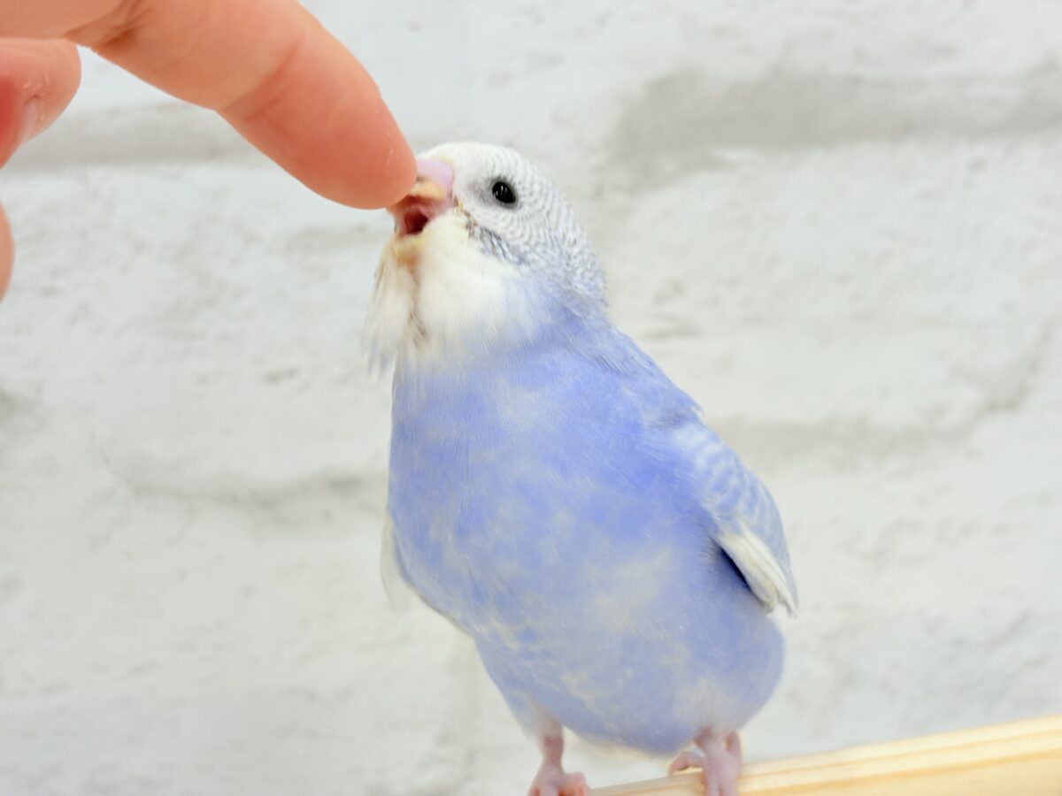 【動画更新🪄ひとり餌になりました☆】”愛嬌”って言葉がピッタリかも🐣💖セキセイインコ(スパングル) ヒナ セキセイインコ