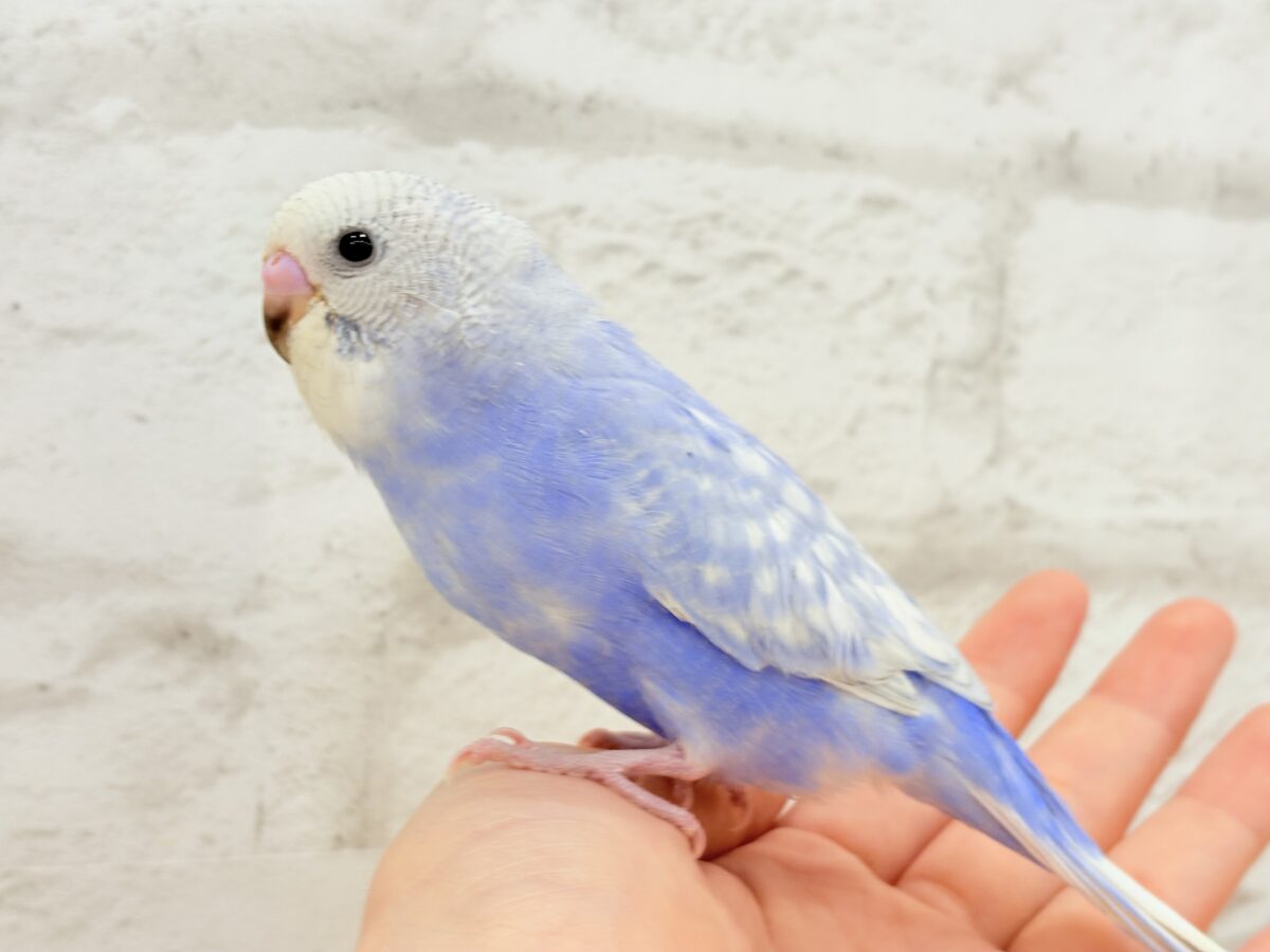 【動画更新🪄ひとり餌になりました☆】”愛嬌”って言葉がピッタリかも🐣💖セキセイインコ(スパングル) ヒナ セキセイインコ