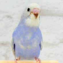 【動画更新🪄ひとり餌になりました‪☆】”愛嬌”って言葉がピッタリかも🐣💖セキセイインコ(スパングル) ヒナ