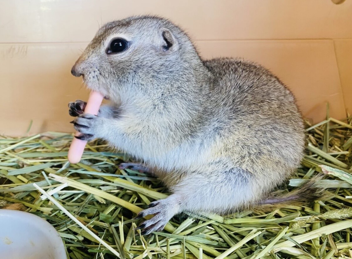 癒し💗草食動物フェア開催中🍀 説明画像です